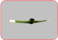 Pick  Oval  Eye Chisel and Point